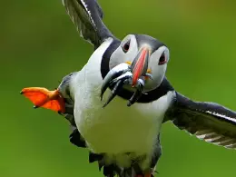 Z�ava 250� na techniku Sony