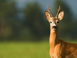 Letné večery wildlife fotografa Letné večery wildlife fotografa
