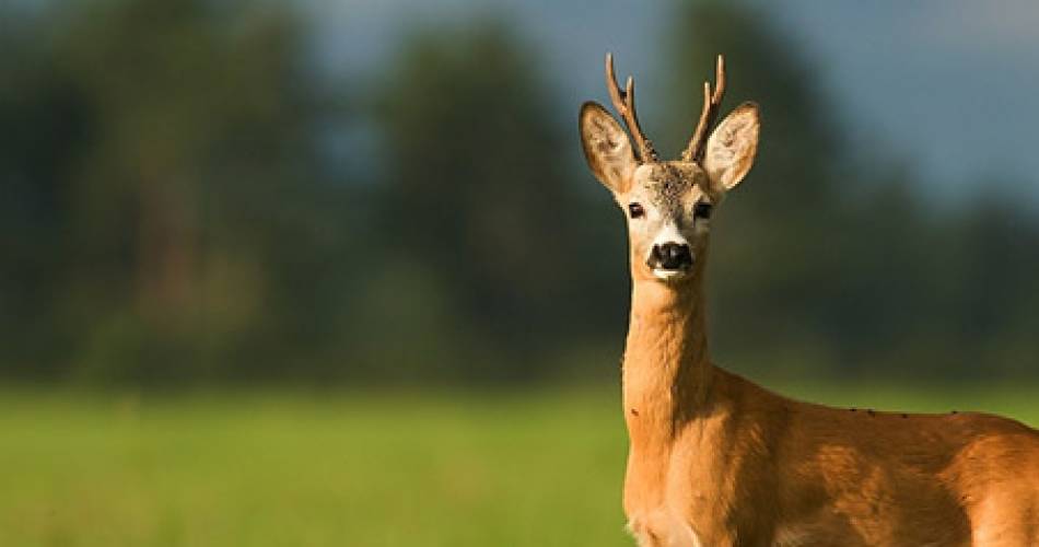 Letné večery wildlife fotografa Letné večery wildlife fotografa