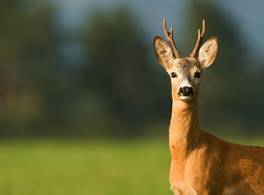 Letn veery wildlife fotografa