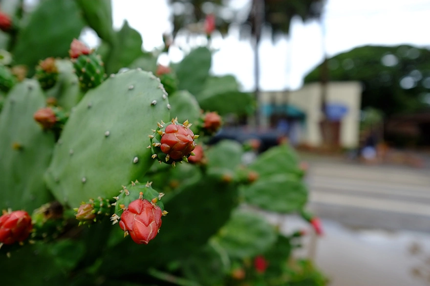 Fujifilm Fujinon XF 14mm f/2.8 R