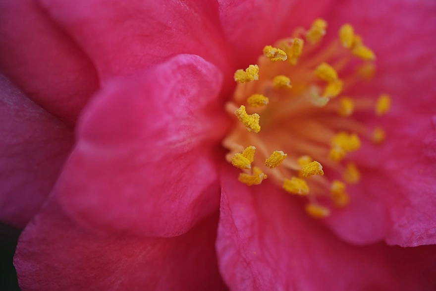 Fujinon XF 60 F2,4 R Macro