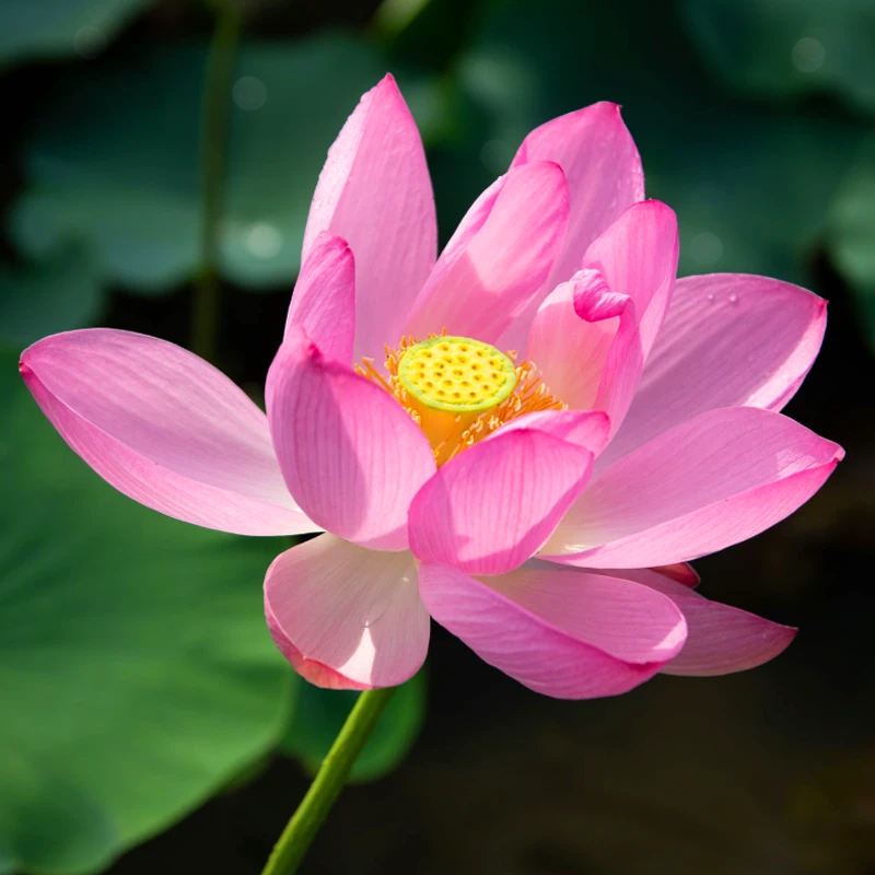 Hoya HD nano Mk II CIR-PL polarizačný filter