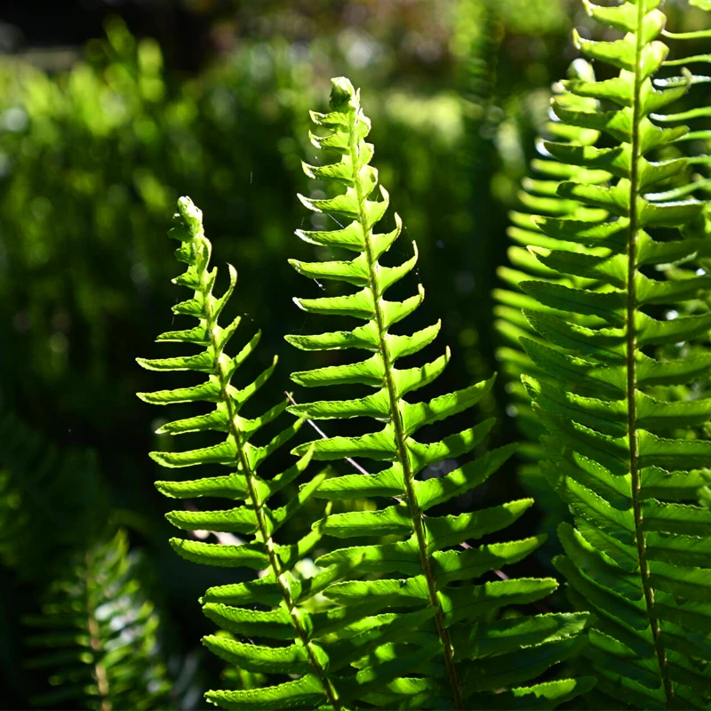 Nikon NIKKOR Z 14  30 MM F4 S
