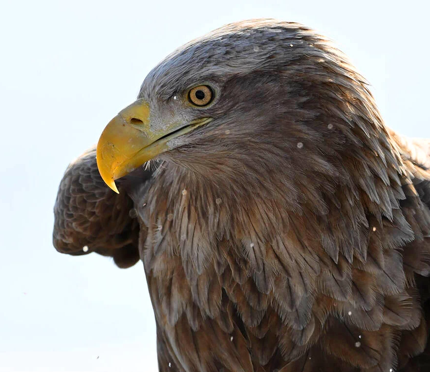 Nikon Z 180-600mm f/5.6-6.3 VR
