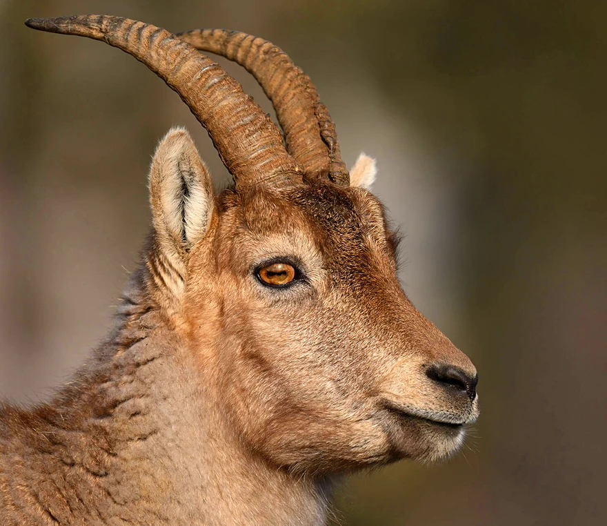 Nikon Z 180-600mm f/5.6-6.3 VR