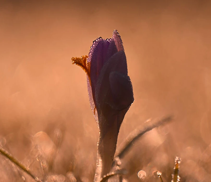 Nikon Z 180-600mm f/5.6-6.3 VR