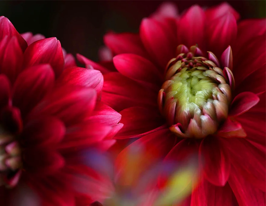 Nikon Z 24-120mm