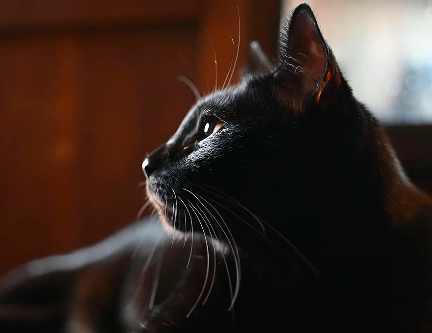 Nikon Z 28-75mm