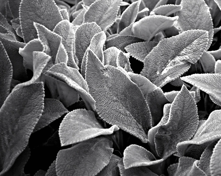 Nikon Z 28mm f2,8