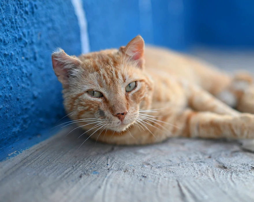 nikon z 50mm f1,4