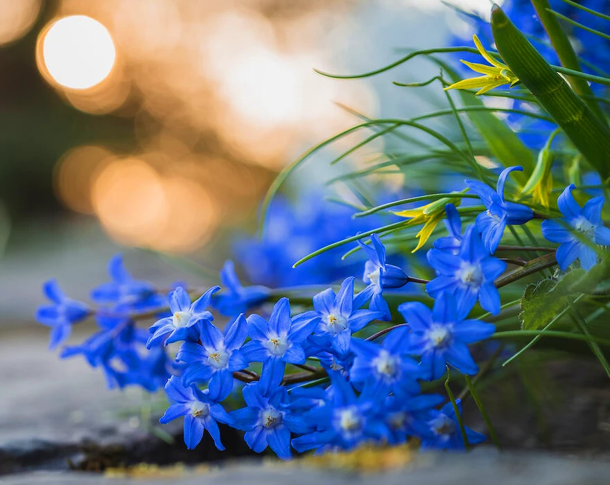 Nikon Z MC 50mm F/2.8