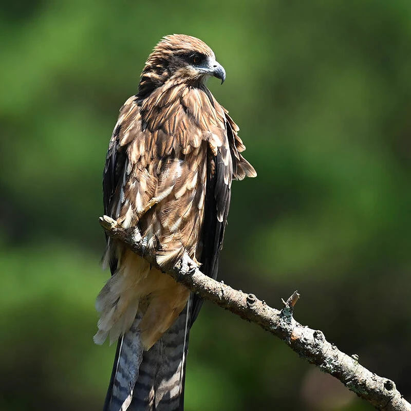 nikon 600mm f4