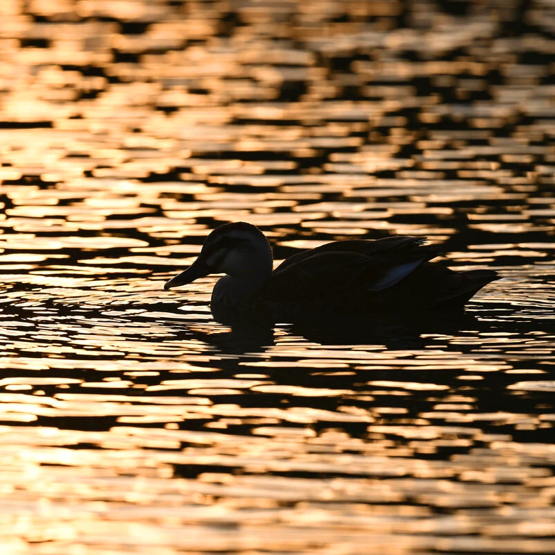 nikon 600mm f4