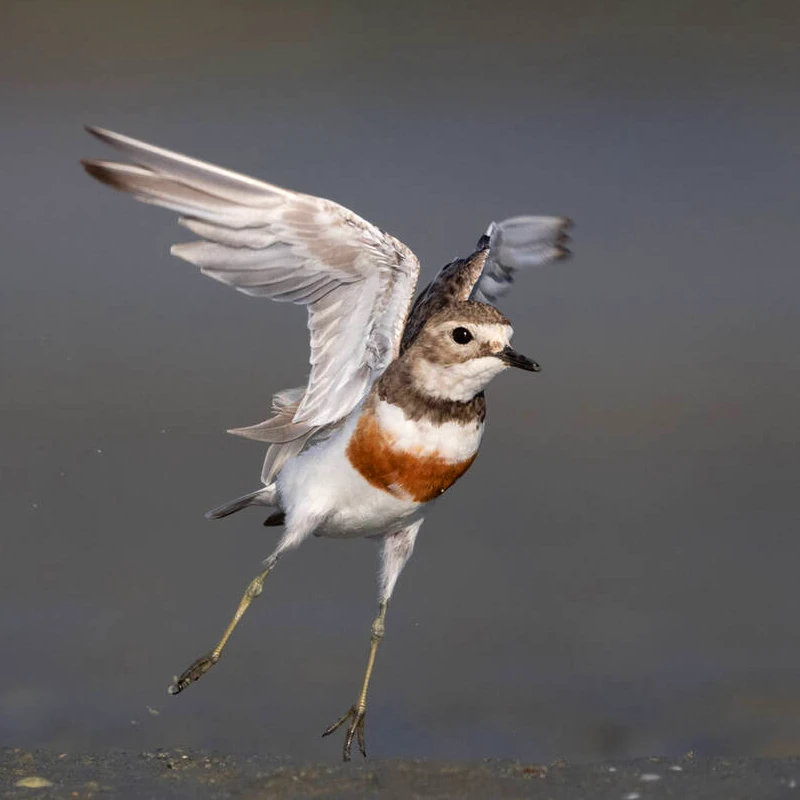 Nikon Z 800mm f/6,3 VR S