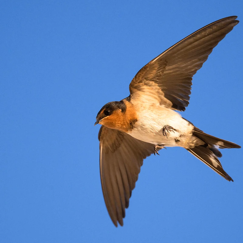 Nikon Z 800mm f/6,3 VR S