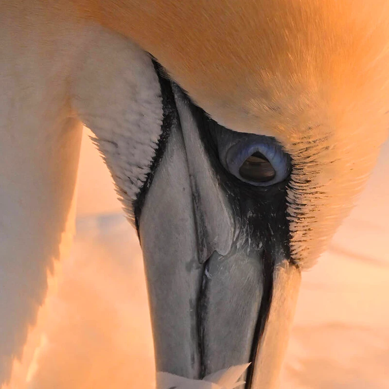 Nikon Z 800mm f/6,3 VR S