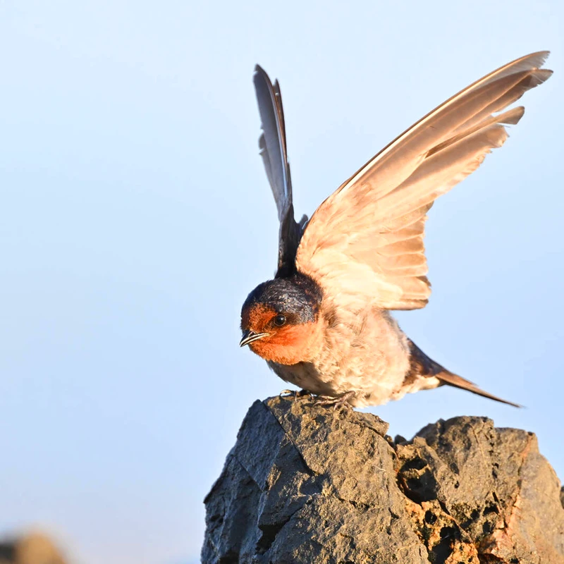 Nikon Z 800mm f/6,3 VR S