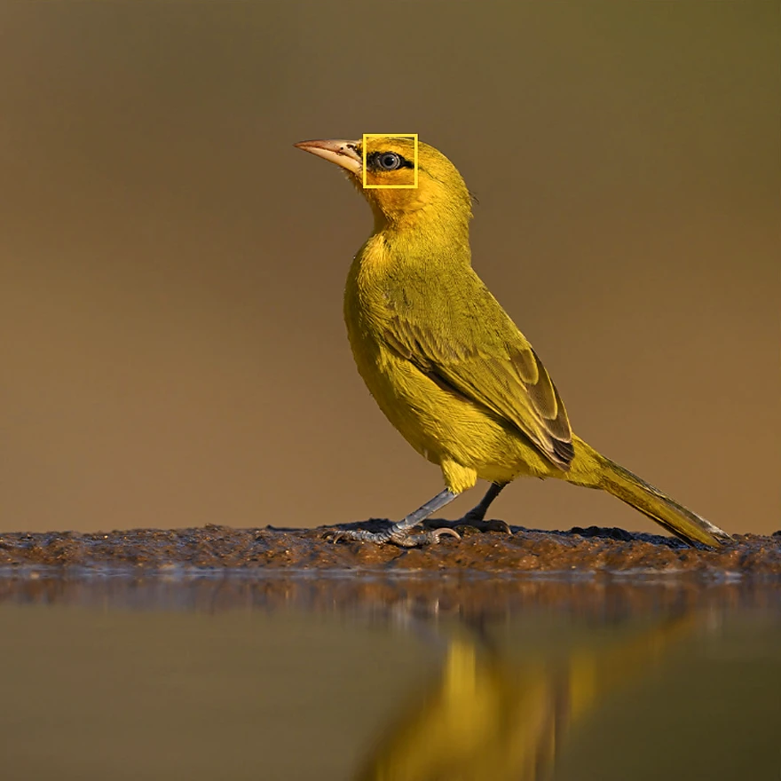 Nikon Z9