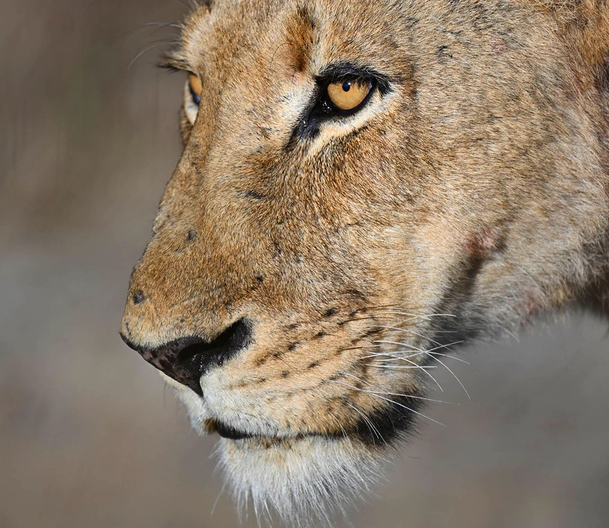 Nikon Z 100-400mm