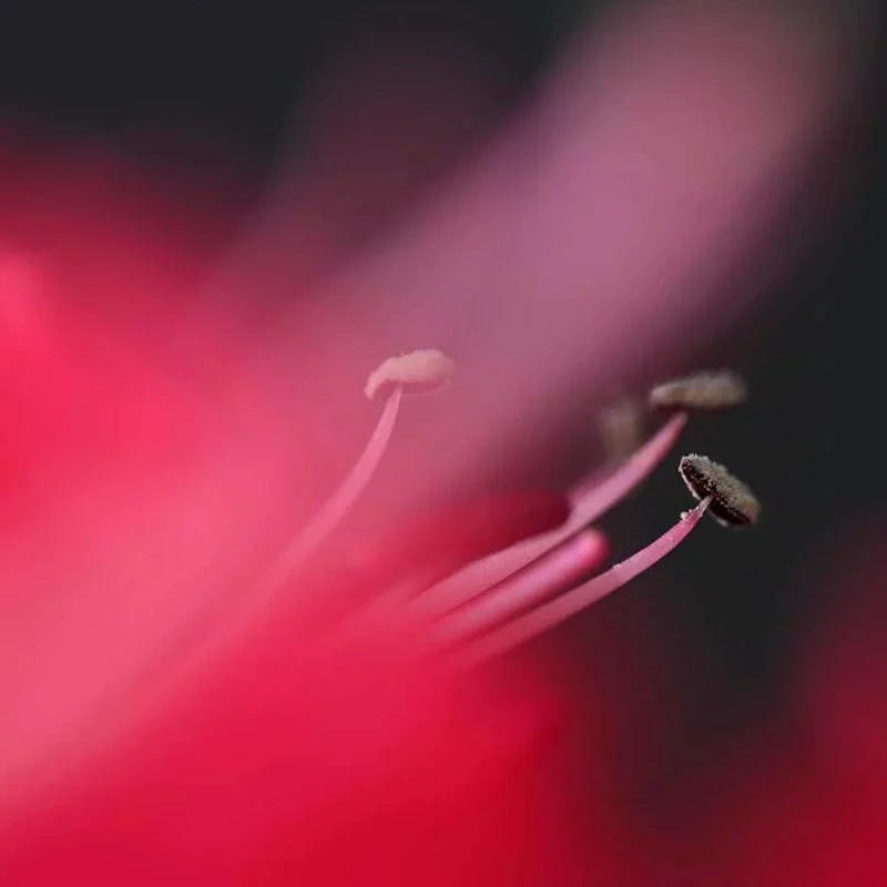 Nikon Z MC 105mm f/2.8 VR S