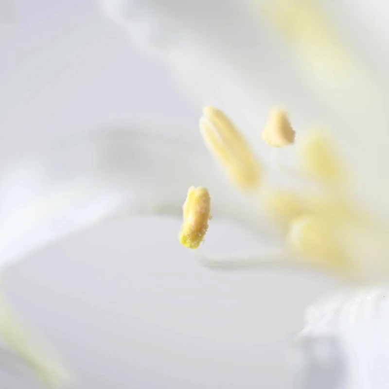 Nikon Z 105mm f2,8 MC