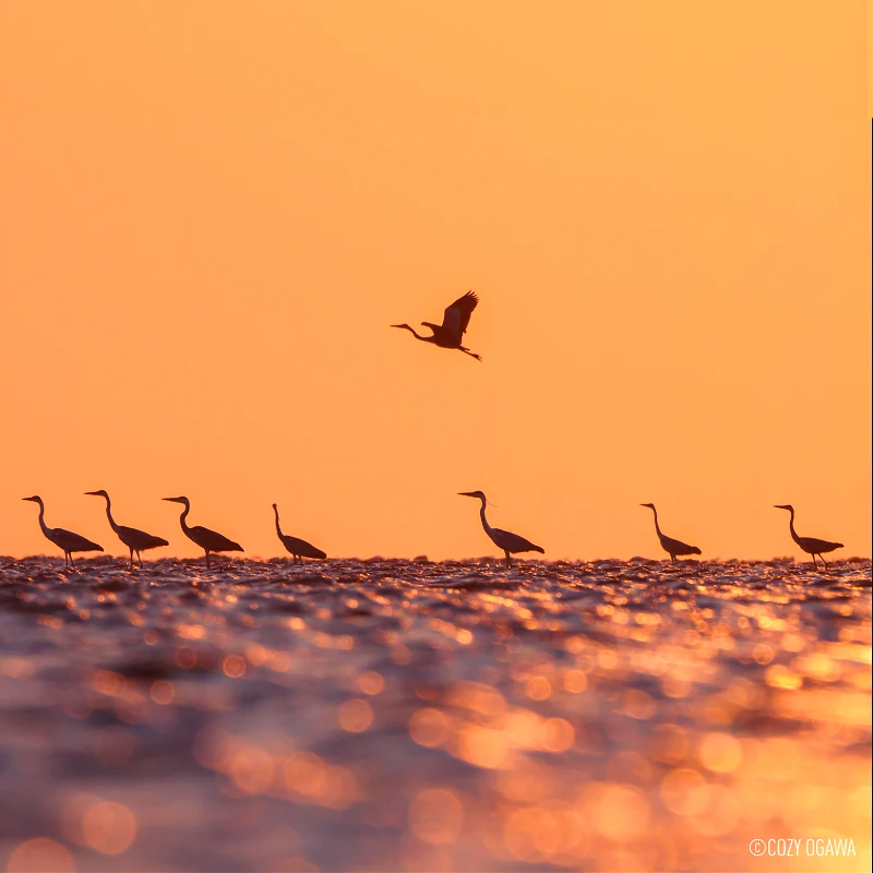 Panasonic Leica DG Vario-Elmar 100-400mm f/4-6.3 II ASPH. POWER O.I.S.