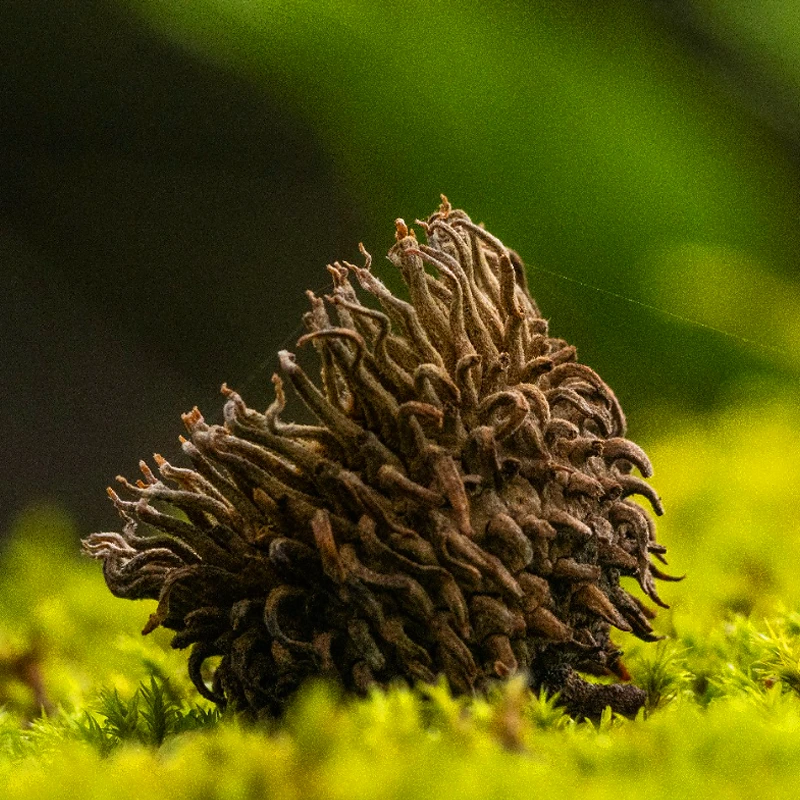 Panasonic Leica DG Vario-Elmar 100-400mm f/4-6.3 II ASPH. POWER O.I.S.