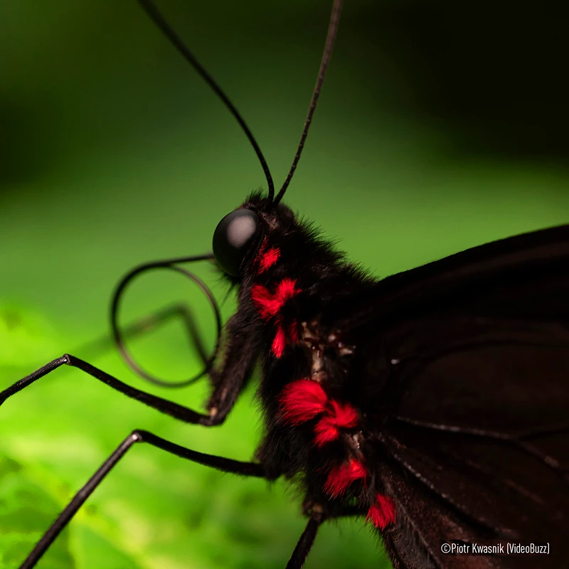 Panasonic LUMIX S 100 mm F2.8 MACRO