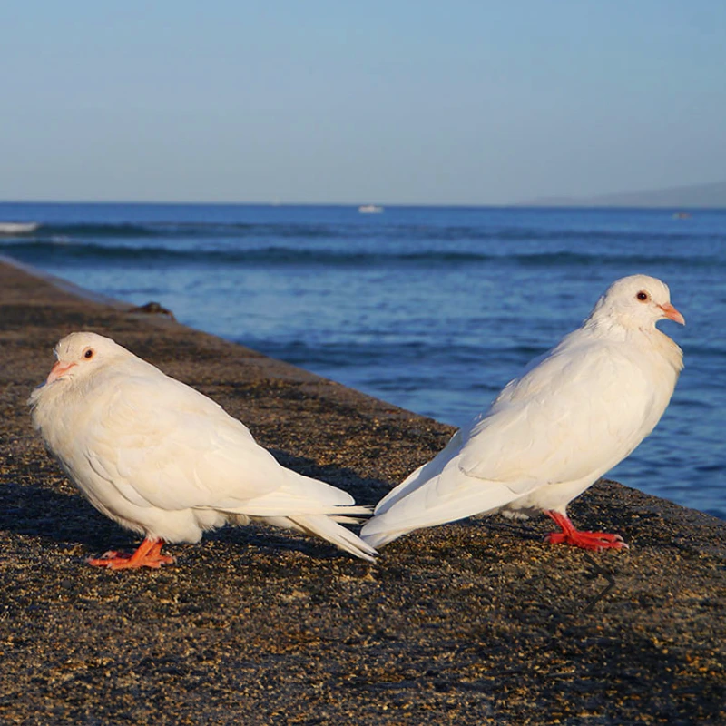 Panasonic LUMIX G X VARIO PZ 14-42mm/F3.5-5.6 ASPH POWER O.I.S.