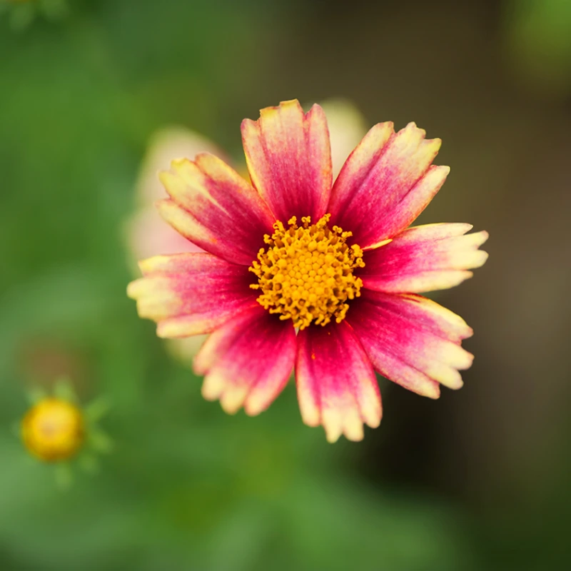 Panasonic Leica 25-50mm f/1.7 ASPH.DG Vario-Summilux