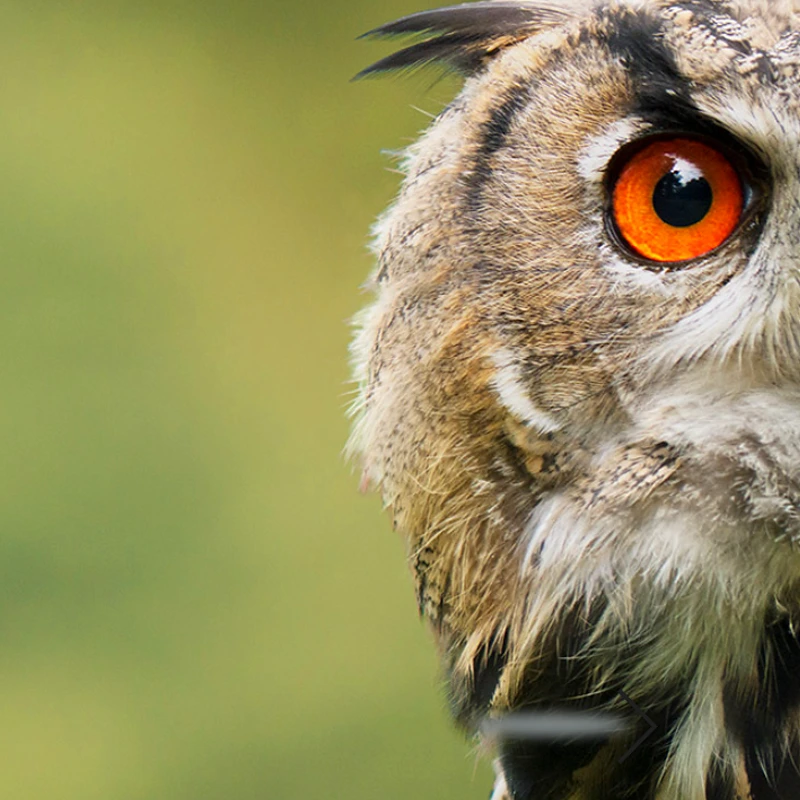 PanasonicLumix G Vario 100-300mm f/4-5.6 II POWER O.I.S.