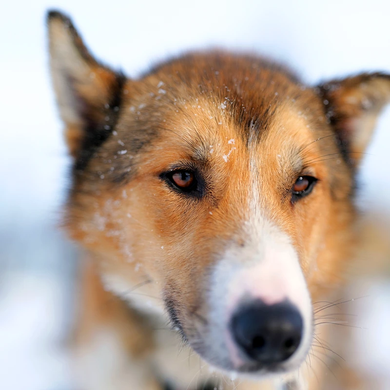 Panasonic Lumix S Pro 50mm f1,4