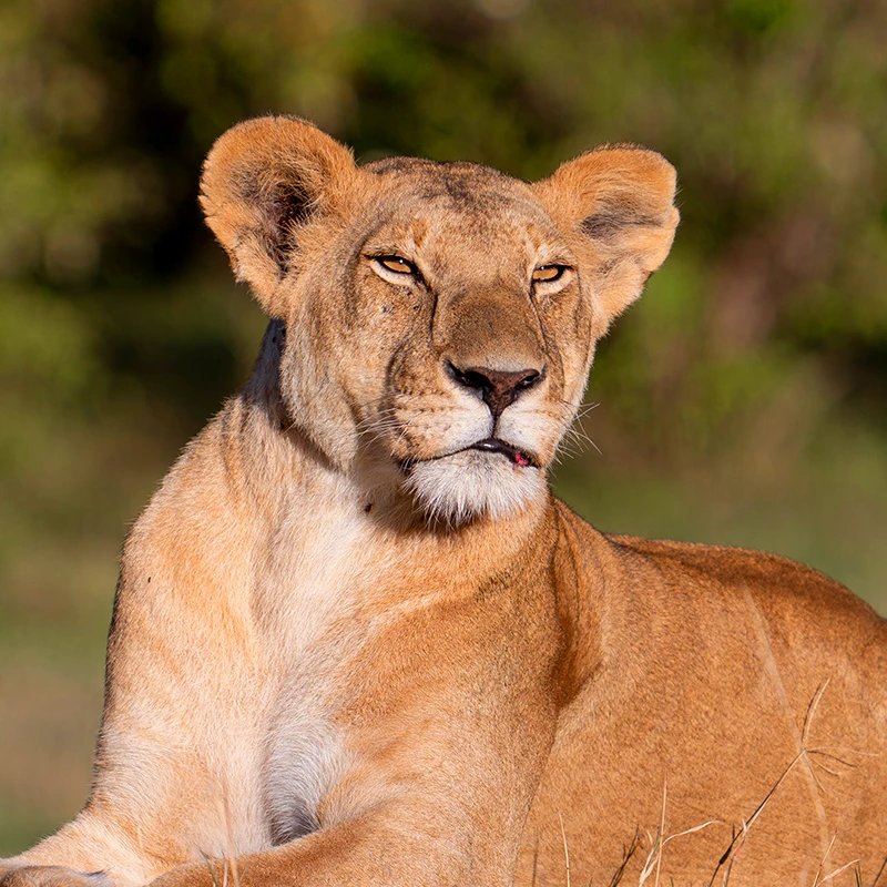 panasonic 70-200 f2,8