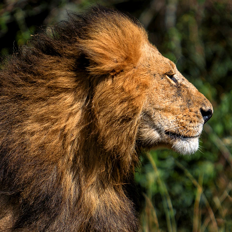 panasonic 70-200 f2,8