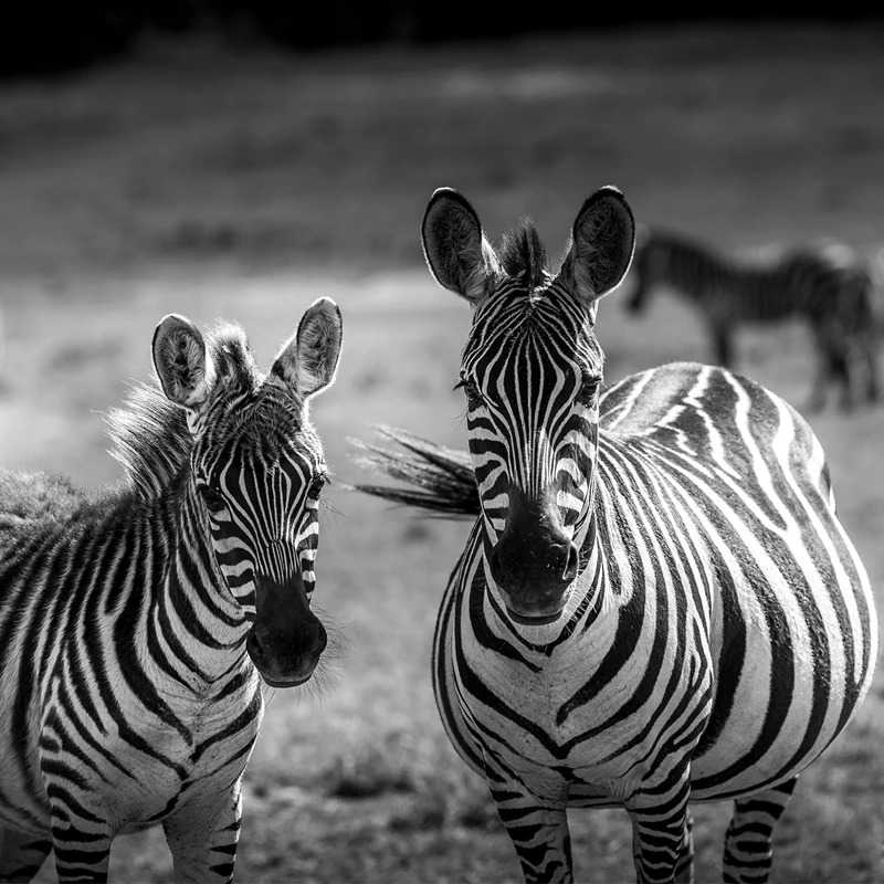 panasonic 70-200 f2,8