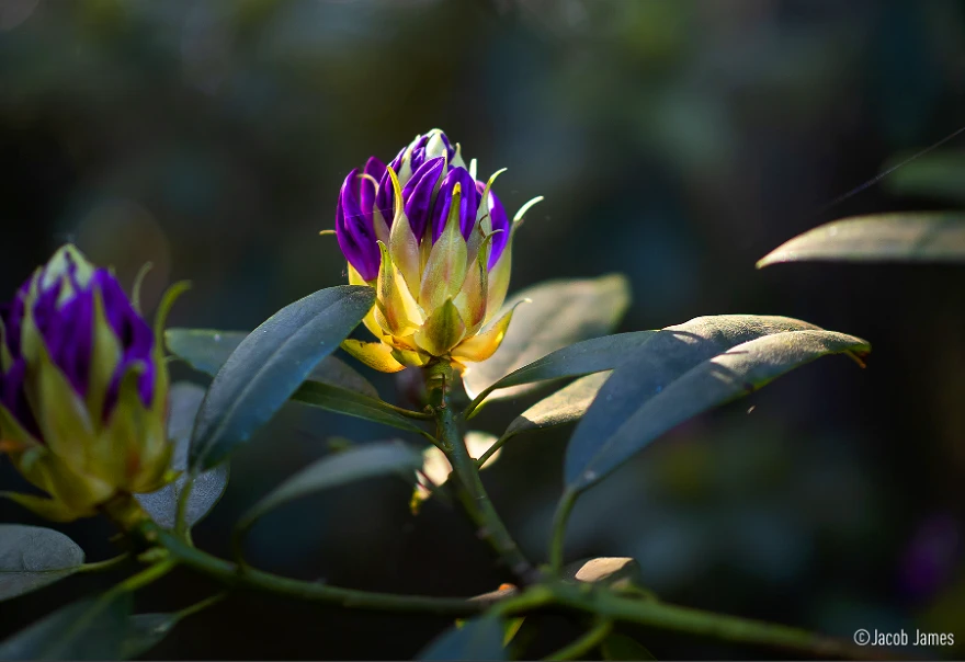 Panasonic LUMIX G100