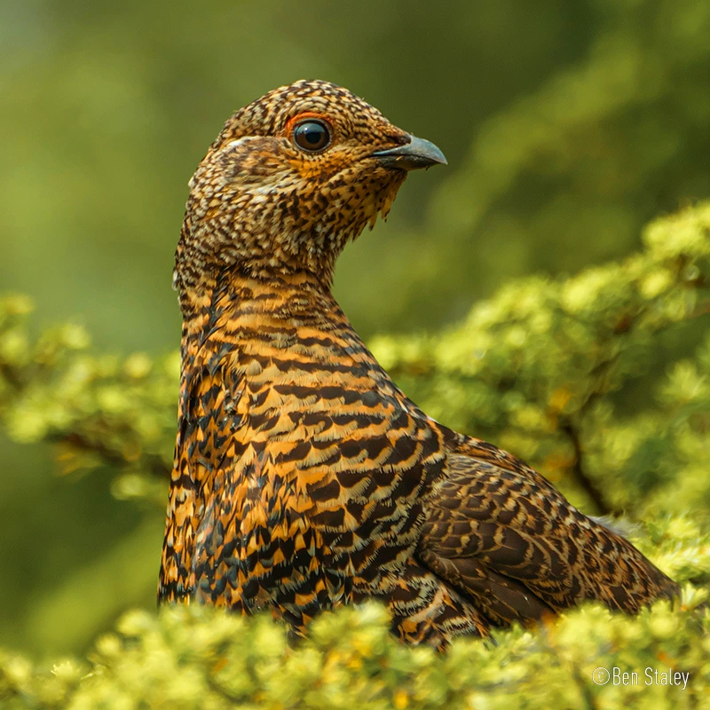 Panasonic Lumix DC-G9II