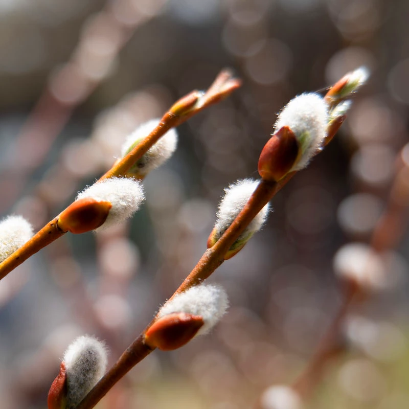 Panasonic Lumix S 20-60mm f3,5-5,6