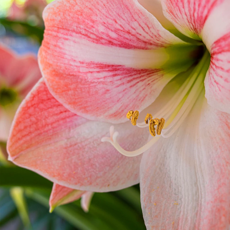 Panasonic Lumix S 20-60mm f3,5-5,6