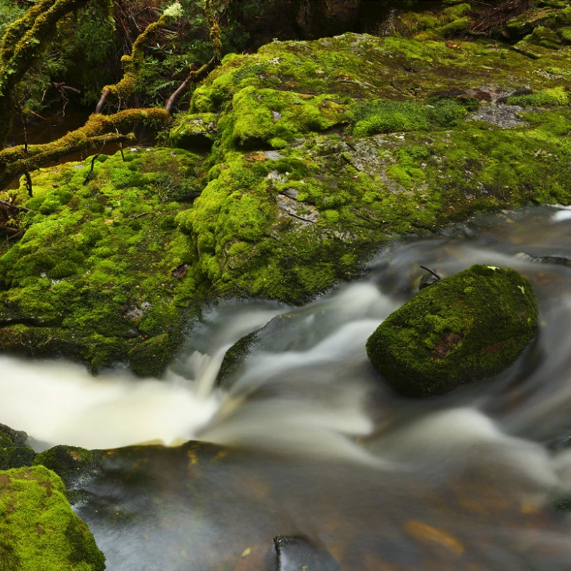 lumix s1RII