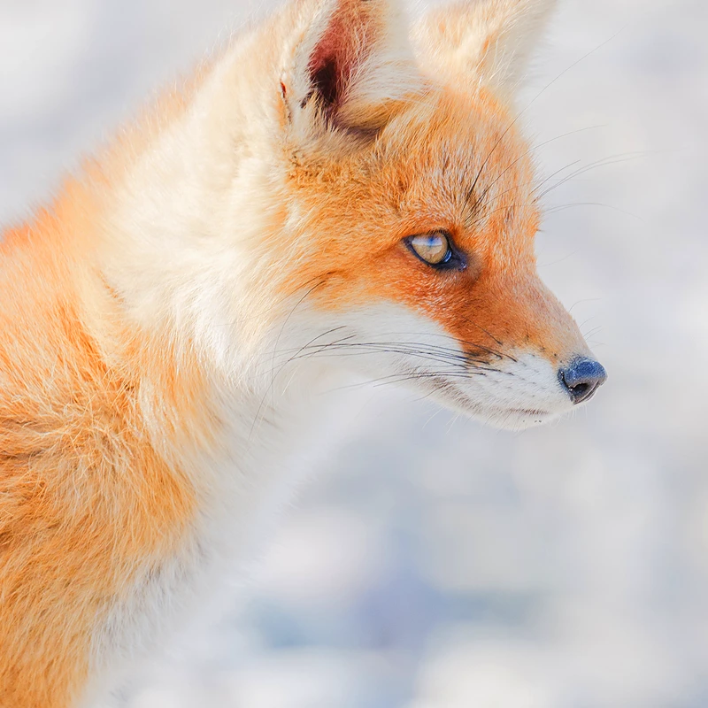 Panasonic Lumix S 100-500mm f/5-7.1 O.I.S.
