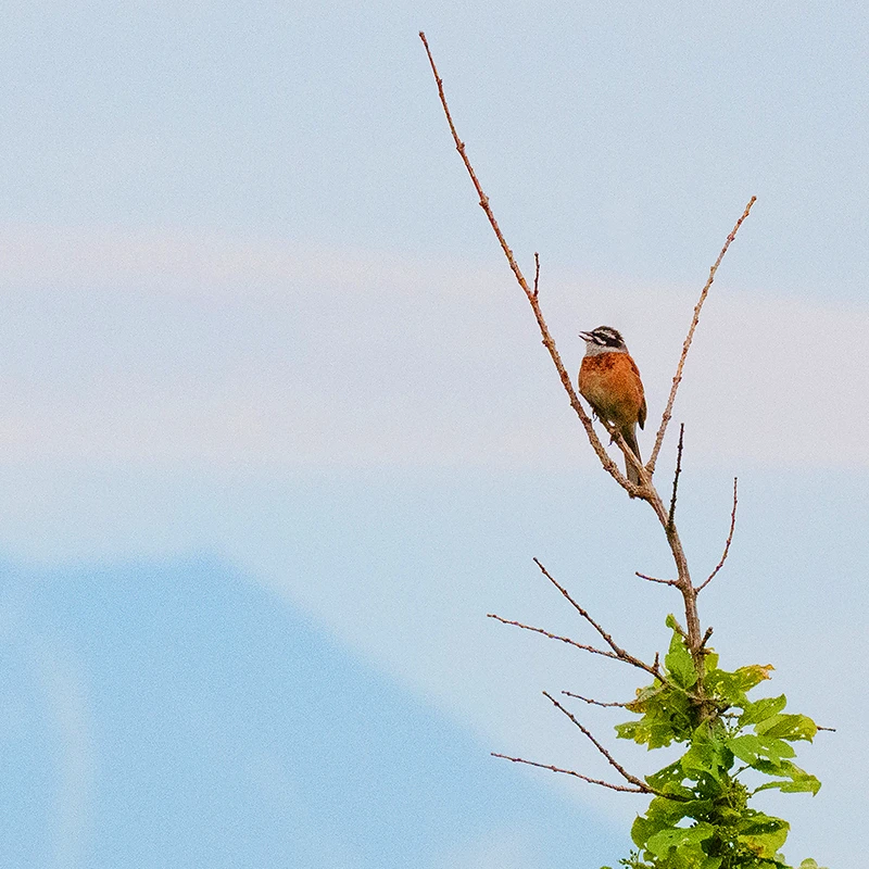 Panasonic Lumix S 100-500mm f/5-7.1 O.I.S.