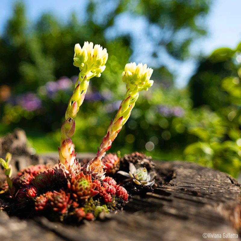 panasonic 18mm f1,8