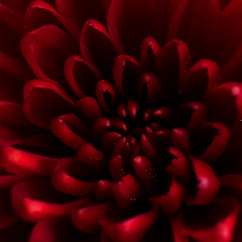 Lumix s1II