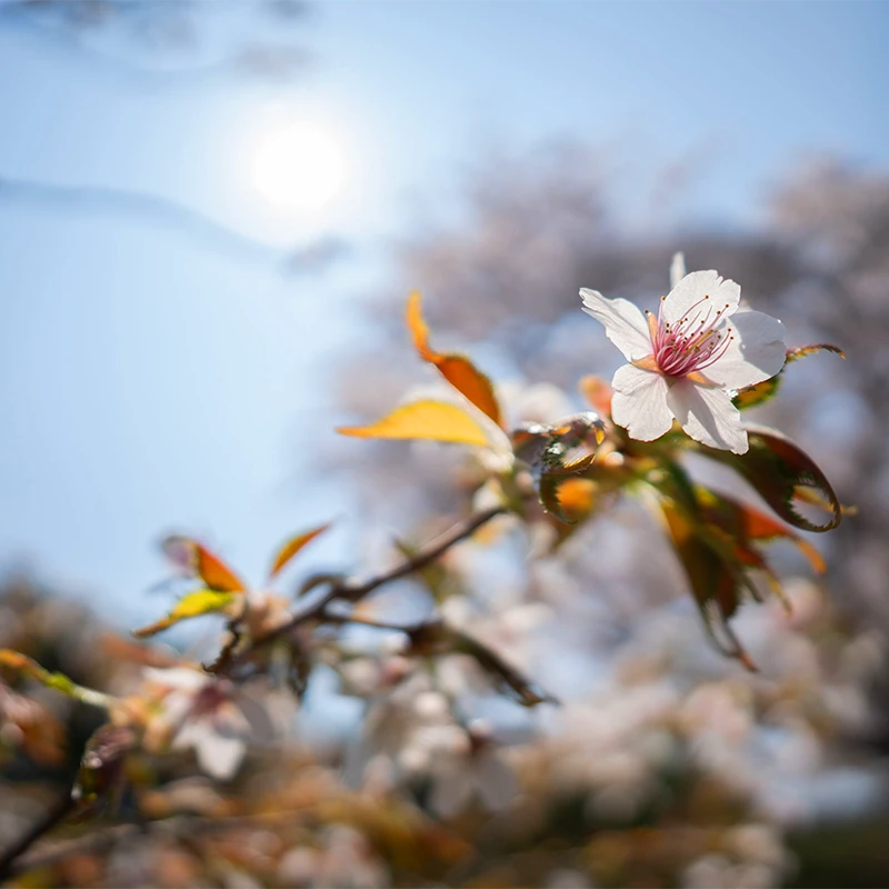 SIGMA 12mm F1.4 DC CONTEMPORARY