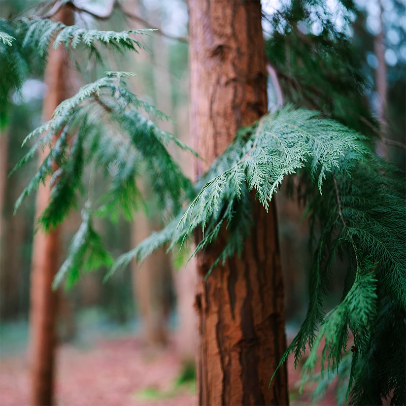 SIGMA 35mm F1.2 DG II Art