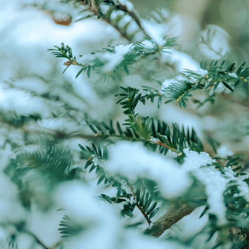 SIGMA 35mm F1.2 DG II Art