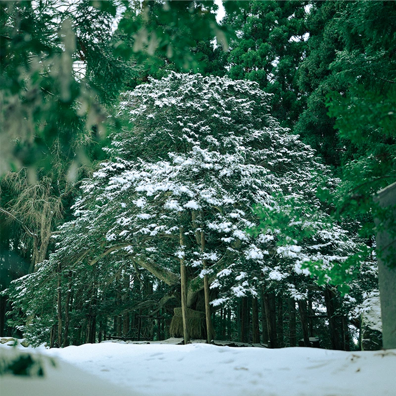 SIGMA 35mm F1.2 DG II Art