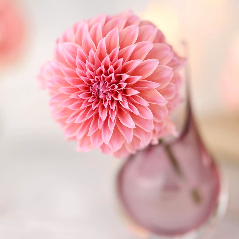 Canon RF 85mm f/1.4 L VCM
